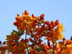 Laubabwerfende Azalee 'Sunte Nectarine' -Günstiges Erd Seele Geschäft laubabwerfende azalee sunte nectarine m003346 w 4