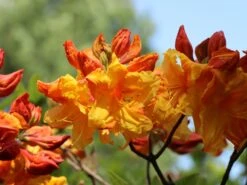 Laubabwerfende Azalee 'Sunte Nectarine' -Günstiges Erd Seele Geschäft laubabwerfende azalee sunte nectarine m003346 w 5