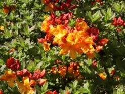 Laubabwerfende Azalee 'Sunte Nectarine' -Günstiges Erd Seele Geschäft laubabwerfende azalee sunte nectarine m003346 w 6