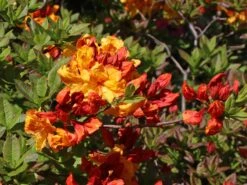 Laubabwerfende Azalee 'Sunte Nectarine' -Günstiges Erd Seele Geschäft laubabwerfende azalee sunte nectarine m003346 w 7