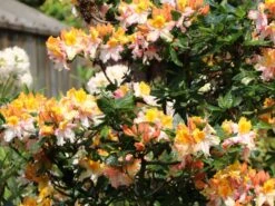 Laubabwerfende Azalee 'Washington State Centennial' 11 Laubabwerfende Azalee 'Washington State Centennial' -Günstiges Erd Seele Geschäft laubabwerfende azalee washington state centennial m006888 w 0