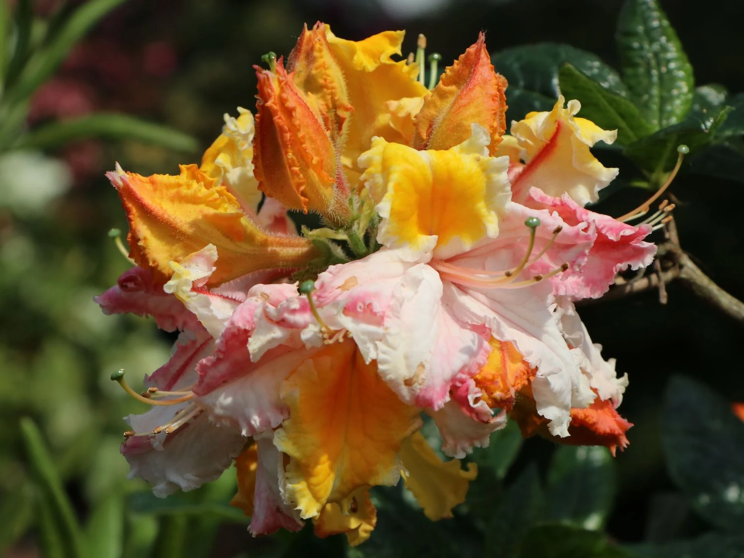 Laubabwerfende Azalee 'Washington State Centennial' 4 Laubabwerfende Azalee 'Washington State Centennial' – Bild 2