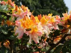 Laubabwerfende Azalee 'Washington State Centennial' 10 Laubabwerfende Azalee 'Washington State Centennial' -Günstiges Erd Seele Geschäft laubabwerfende azalee washington state centennial m006888 w 3