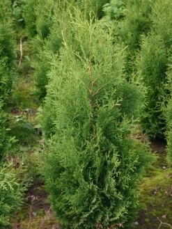 Säulen-Lebensbaum 'Columna' -Günstiges Erd Seele Geschäft lebensbaum columna saeulen lebensbaum m002446 w 2