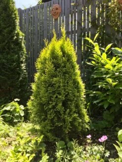 Lebensbaum 'Golden Smaragd' ® -Günstiges Erd Seele Geschäft lebensbaum golden smaragd m057470 917030 0