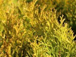 Lebensbaum 'Golden Smaragd' ® -Günstiges Erd Seele Geschäft lebensbaum golden smaragd m057470 w 1