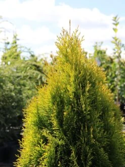 Lebensbaum 'Golden Smaragd' ® -Günstiges Erd Seele Geschäft lebensbaum golden smaragd m057470 w 3