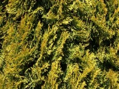 Lebensbaum 'Golden Smaragd' ® -Günstiges Erd Seele Geschäft lebensbaum golden smaragd m057470 w 5