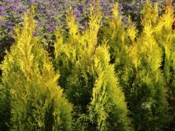 Lebensbaum 'Golden Smaragd' ® -Günstiges Erd Seele Geschäft lebensbaum golden smaragd m057470 w 6