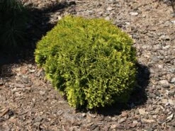 Neu eingetroffen -Günstiges Erd Seele Geschäft lebensbaum mirjam m065624 w 0