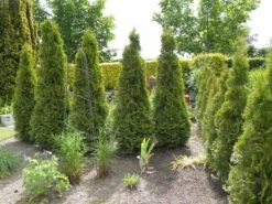 Lebensbaum 'Smaragd' -Günstiges Erd Seele Geschäft lebensbaum smaragd m000174 350489 0