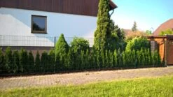 Lebensbaum 'Smaragd' -Günstiges Erd Seele Geschäft lebensbaum smaragd m000174 355797 0