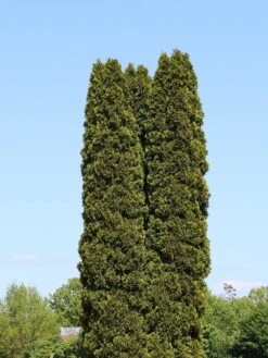 Lebensbaum 'Smaragd' -Günstiges Erd Seele Geschäft lebensbaum smaragd m000174 w 10