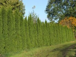 Lebensbaum 'Smaragd' -Günstiges Erd Seele Geschäft lebensbaum smaragd m000174 w 11