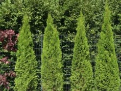 Lebensbaum 'Smaragd' -Günstiges Erd Seele Geschäft lebensbaum smaragd m000174 w 2