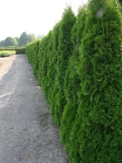 Lebensbaum 'Smaragd' -Günstiges Erd Seele Geschäft lebensbaum smaragd m000174 w 3