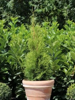 Lebensbaum 'Smaragd' -Günstiges Erd Seele Geschäft lebensbaum smaragd m000174 w 5