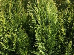 Lebensbaum 'Smaragd' -Günstiges Erd Seele Geschäft lebensbaum smaragd m000174 w 6