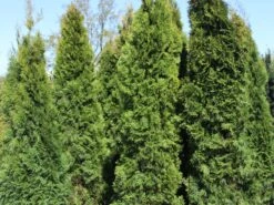 Lebensbaum 'Smaragd' -Günstiges Erd Seele Geschäft lebensbaum smaragd m000174 w 7