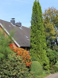 Lebensbaum 'Smaragd' -Günstiges Erd Seele Geschäft lebensbaum smaragd m000174 w 9