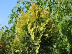 Lebensbaum 'Sunkist' -Günstiges Erd Seele Geschäft lebensbaum sunkist m009947 w 0