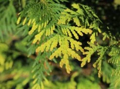 Lebensbaum 'Sunkist' -Günstiges Erd Seele Geschäft lebensbaum sunkist m009947 w 1