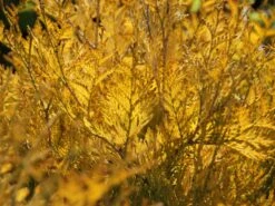 Lebensbaum 'Sunkist' -Günstiges Erd Seele Geschäft lebensbaum sunkist m009947 w 3