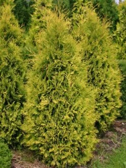 Lebensbaum 'Sunkist' -Günstiges Erd Seele Geschäft lebensbaum sunkist m009947 w 4