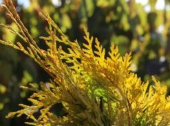 Lebensbaum 'Sunkist' -Günstiges Erd Seele Geschäft lebensbaum sunkist m009947 w 5