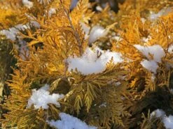 Lebensbaum 'Sunkist' -Günstiges Erd Seele Geschäft lebensbaum sunkist m009947 w 7