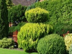 Lebensbaum 'Sunkist' -Günstiges Erd Seele Geschäft lebensbaum sunkist m009947 w 8