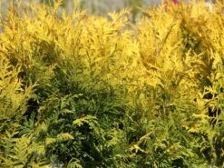 Lebensbaum 'Sunkist' -Günstiges Erd Seele Geschäft lebensbaum sunkist m009947 w 9