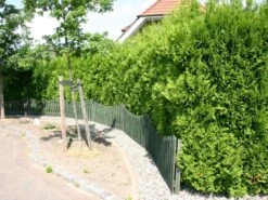 Abendländischer Lebensbaum