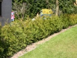 Abendländischer Lebensbaum -Günstiges Erd Seele Geschäft lebensbaum thuja abendlaendischer lebensbaum m000001 w 0