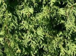 Abendländischer Lebensbaum -Günstiges Erd Seele Geschäft lebensbaum thuja abendlaendischer lebensbaum m000001 w 1