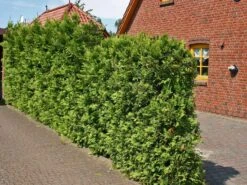 Abendländischer Lebensbaum -Günstiges Erd Seele Geschäft lebensbaum thuja abendlaendischer lebensbaum m000001 w 3