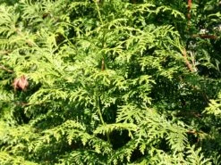 Abendländischer Lebensbaum -Günstiges Erd Seele Geschäft lebensbaum thuja abendlaendischer lebensbaum m000001 w 4