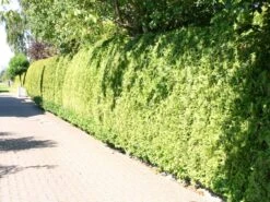 Abendländischer Lebensbaum -Günstiges Erd Seele Geschäft lebensbaum thuja abendlaendischer lebensbaum m000001 w 5