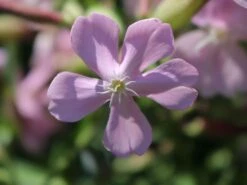 Lempergs Seifenkraut 'Max Frei' -Günstiges Erd Seele Geschäft lempergs seifenkraut max frei m060369 w 0