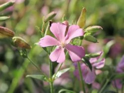 Lempergs Seifenkraut 'Max Frei' -Günstiges Erd Seele Geschäft lempergs seifenkraut max frei m060369 w 1