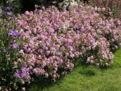 Lempergs Seifenkraut 'Max Frei' -Günstiges Erd Seele Geschäft lempergs seifenkraut max frei m060369 w 2