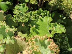 Leopardenpflanze 'Wavy Gravy' -Günstiges Erd Seele Geschäft leopardenpflanze wavy gravy m117971 w 3