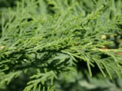 Leyland-Zypresse / Grüne Baumzypresse / Riesenzypresse -Günstiges Erd Seele Geschäft leyland zypresse gruene baumzypresse m045595 w 1