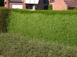 Leyland-Zypresse / Grüne Baumzypresse / Riesenzypresse -Günstiges Erd Seele Geschäft leyland zypresse gruene baumzypresse m045595 w 2