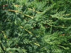 Leyland-Zypresse / Grüne Baumzypresse / Riesenzypresse -Günstiges Erd Seele Geschäft leyland zypresse gruene baumzypresse m045595 w 3