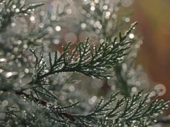 Leyland-Zypresse / Grüne Baumzypresse / Riesenzypresse -Günstiges Erd Seele Geschäft leyland zypresse gruene baumzypresse riesenzypresse m045595 w 1