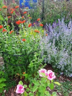 Lichtnelke, Brennende Liebe -Günstiges Erd Seele Geschäft lichtnelke brennende liebe m012439 667707 0