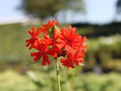 Lichtnelke, Brennende Liebe -Günstiges Erd Seele Geschäft lichtnelke brennende liebe m012439 w 0