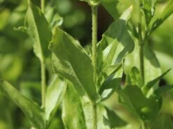 Lichtnelke, Brennende Liebe -Günstiges Erd Seele Geschäft lichtnelke brennende liebe m012439 w 2