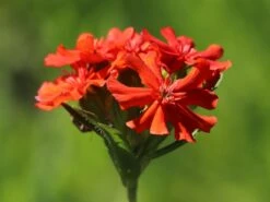 Lichtnelke, Brennende Liebe -Günstiges Erd Seele Geschäft lichtnelke brennende liebe m012439 w 3